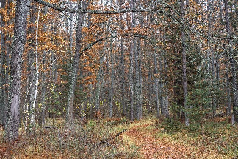 осень, октябрь, лес photo preview