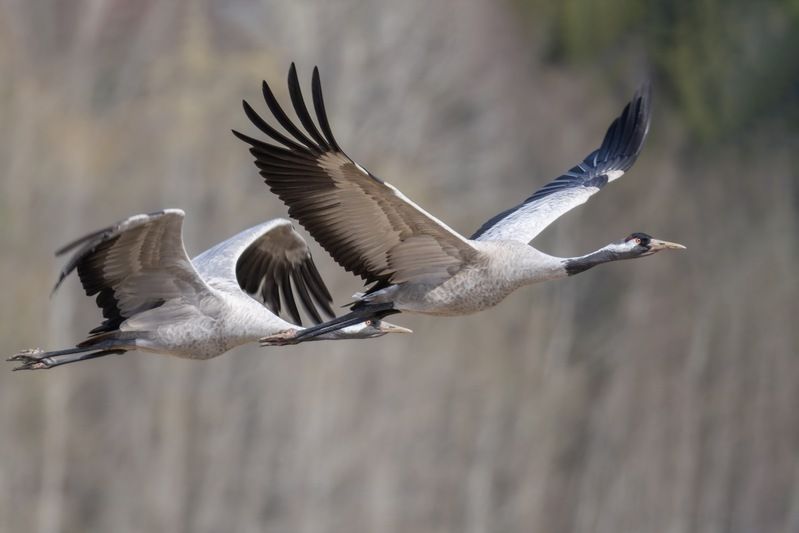 серый журавль, журавль, птицы Серые журавлиphoto preview