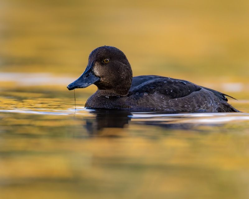 нырок, хохлатая чернеть, чернеть, утка, птицы, осень Осеньphoto preview