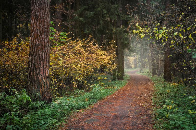 лес, деревья, листва, осень В осеннем лесуphoto preview