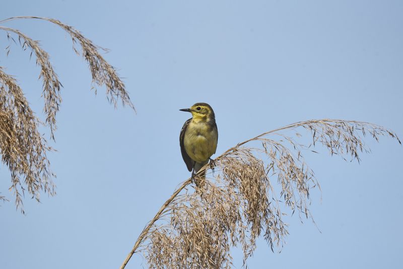 Желтоголовая трясогузка / Motacilla citreola / Citrine wagtailphoto preview