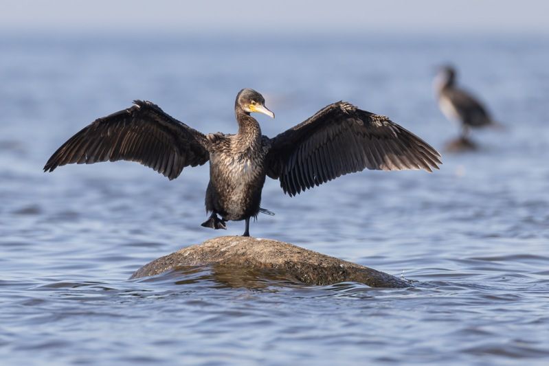 баклан, птицы Бэтменphoto preview