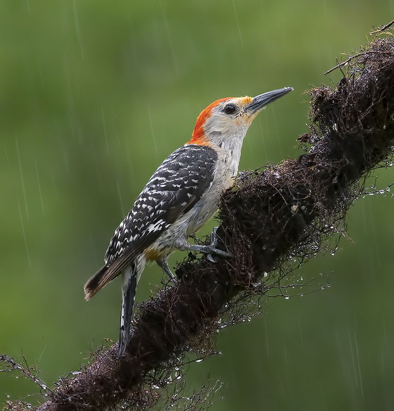 дятел, каролинский меланерпес, red-bellied woodpecker, woodpecker Red-bellied Woodpecker, male -Каролинский меланерпесphoto preview