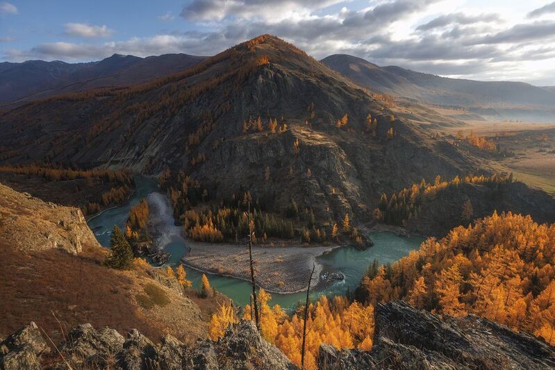 алтай, горный алтай, джазатор, лиственницы, утро,  аргут Аргут фото превью