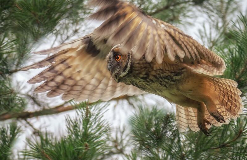 птица, сова, ушастая, Ушастая сова.photo preview