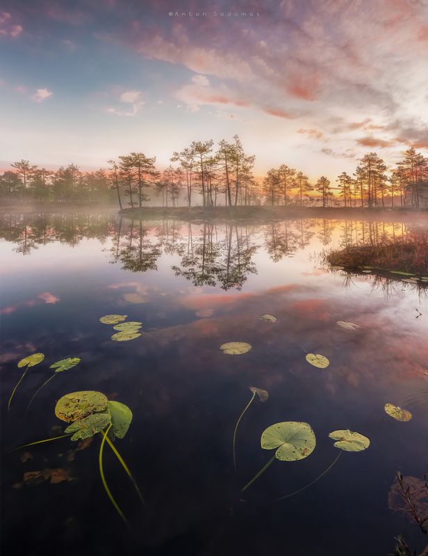 Утро на болотеphoto preview