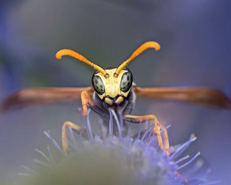 Насекомые макро оса лето  Эти глаза напротив...photo preview