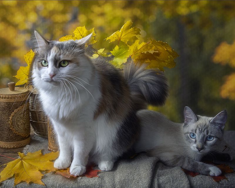 осень, осенние листья, котики, домашние животные, питомцы Осенние котикиphoto preview