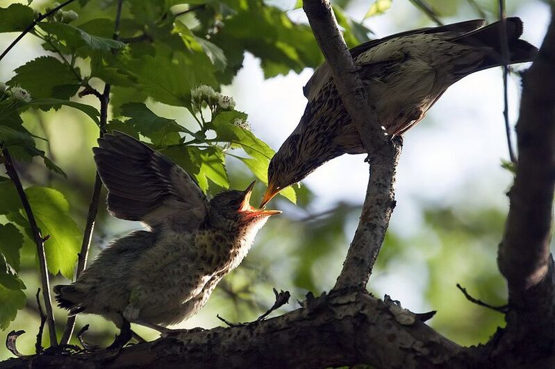 птица, дрозд лучик счастьяphoto preview