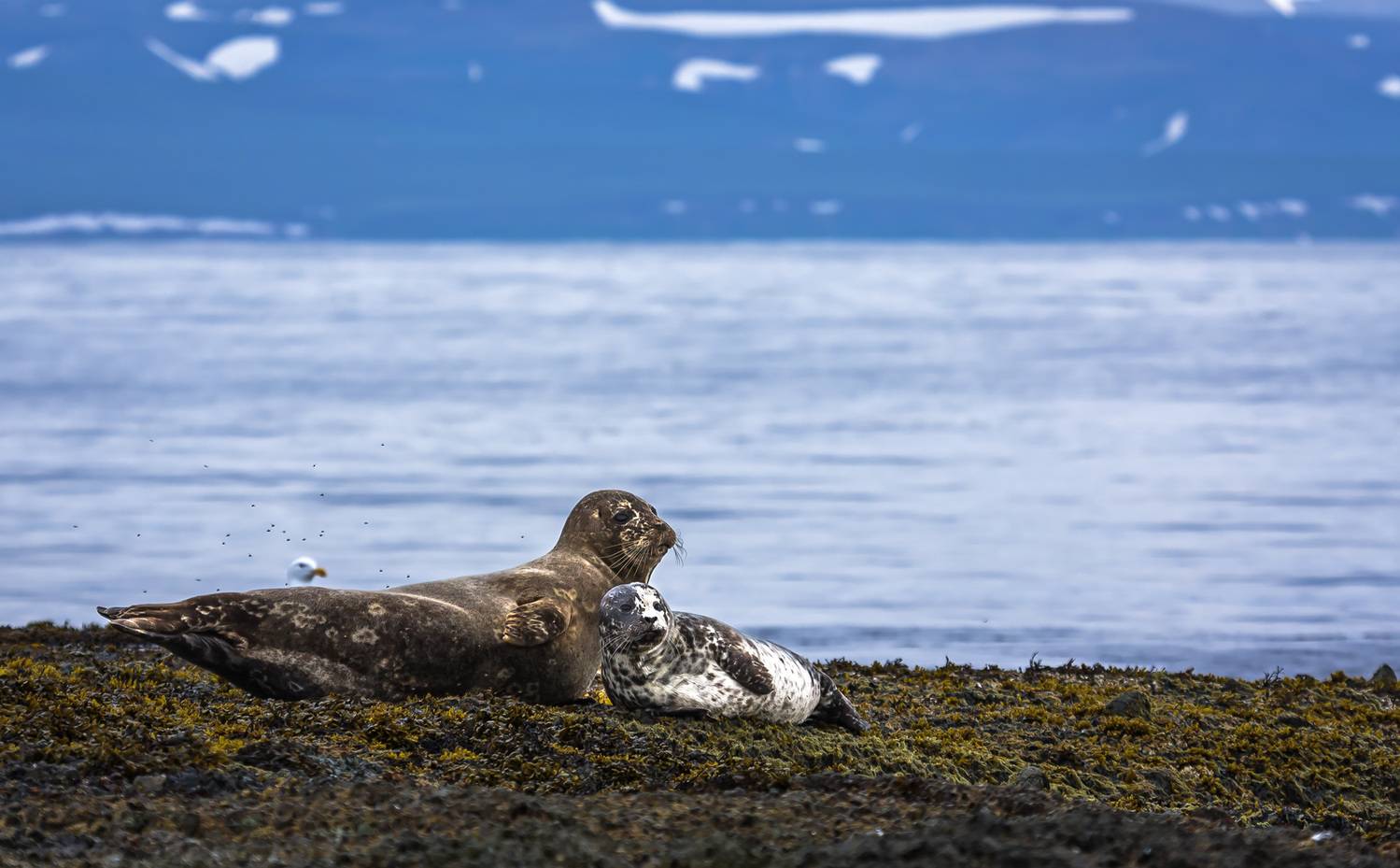 Антуры. Автор: Уткин Дмитрий тюлени, антуры, морские млекопитающие, остров беринга, Уткин Дмитрий
