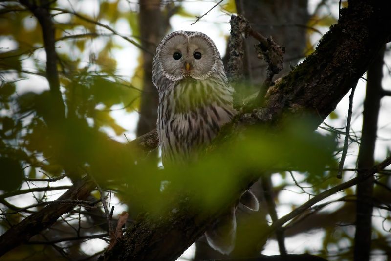 Длиннохвостая неясыть / Ural owl / Strix uralensisphoto preview
