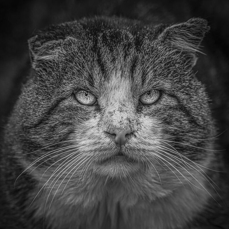 Внимание! Они состоят на учете в Котополиции !photo preview