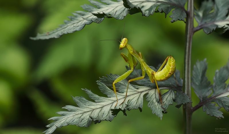 богомол, насекомые, природа, папоротник, лето, макро, praying mantis, insects, nature, fern, summer, macro, зеленое летоphoto preview