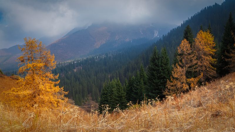 кыргызстан, шамшы Аккорды осениphoto preview