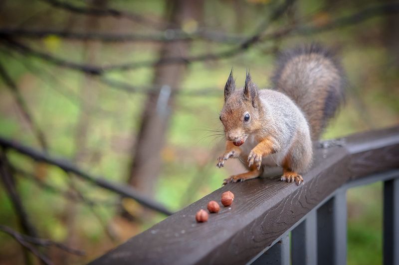 белка в парке Белка в парке фото превью