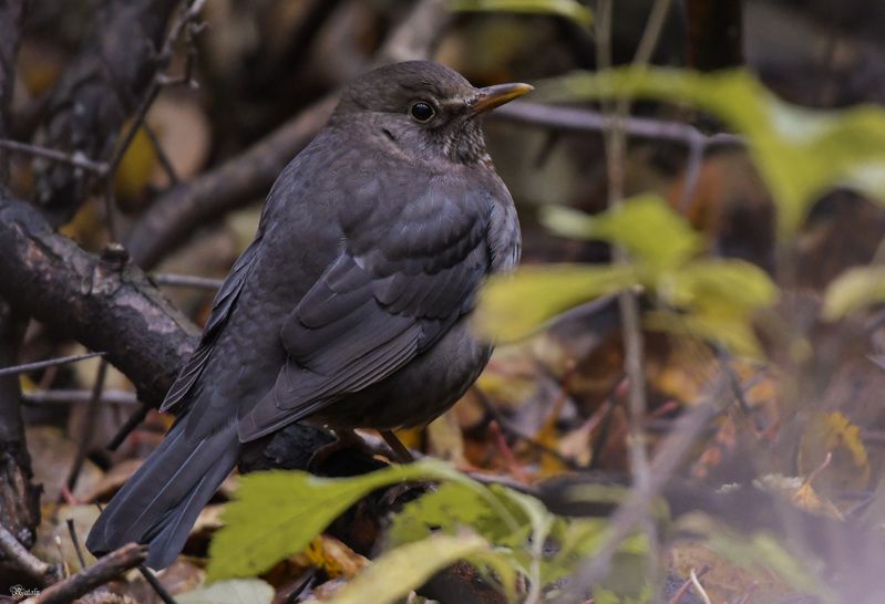 Чёрный дроздphoto preview