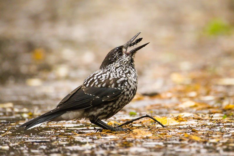 кедровка Кедровкаphoto preview