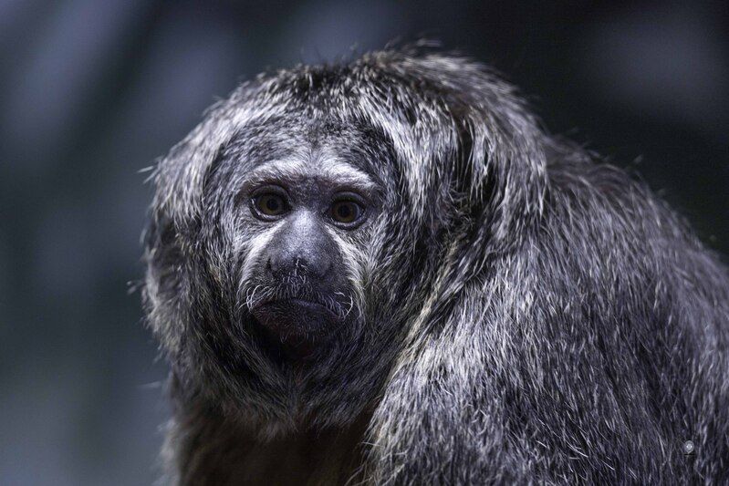 White-faced saki-femalephoto preview