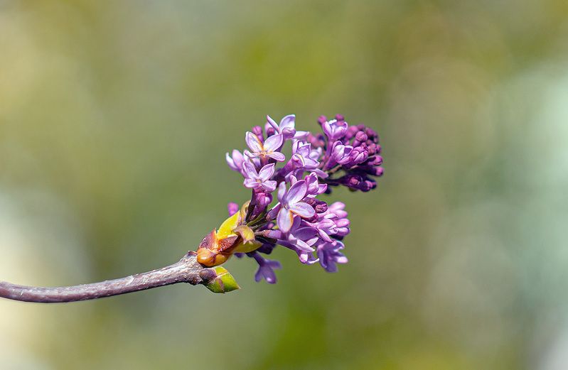 За окном осень и зацвела сирень.photo preview