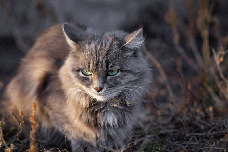 кошка Кошачья грусть.photo preview