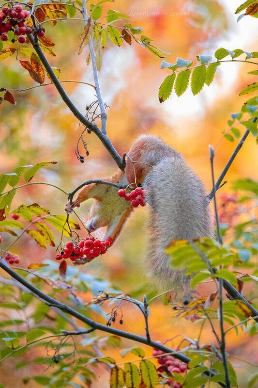 Белочка на рябине фото превью