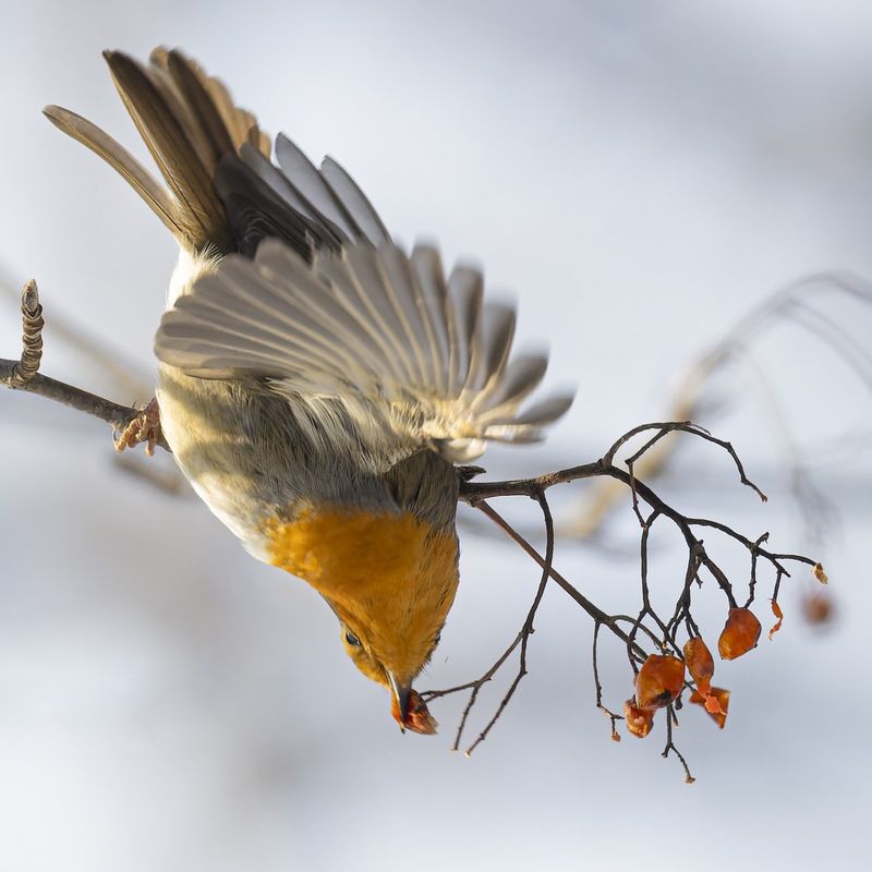 малиновка, зарянка, птицы, рябина Неуступчивая ягодаphoto preview