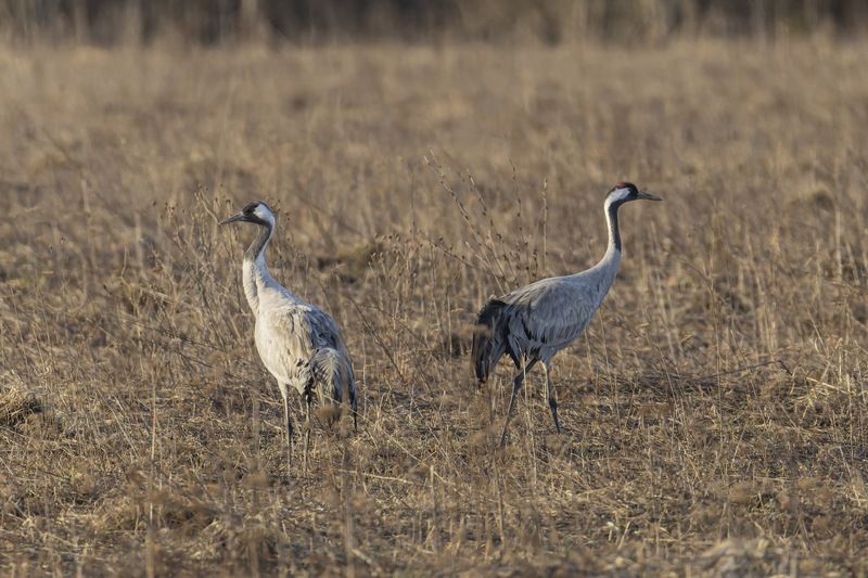 серый журавль, журавль, птицы Журавликиphoto preview
