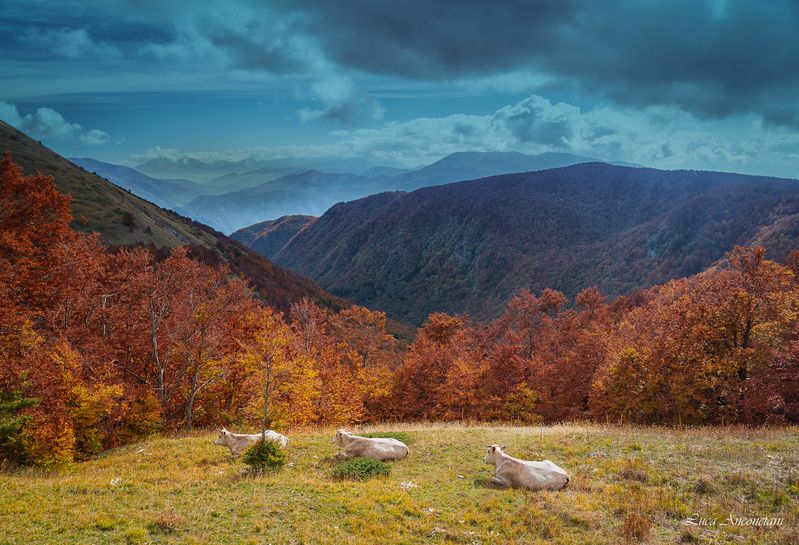 nature landscape terminillo italy trees autumn cows Siesta time фото превью