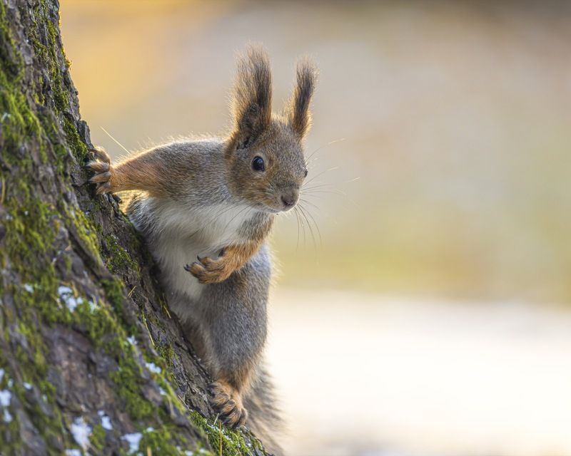 белка, белочка photo preview