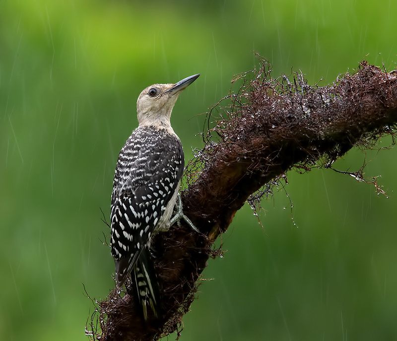 дятел, каролинский меланерпес, red-bellied woodpecker, woodpecker, дождь, rain Juvenile, Red-bellied Woodpecker. Молодой дятел - Каролинский меланерпесphoto preview