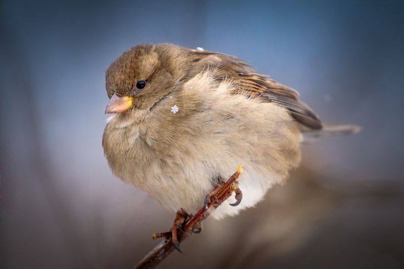 Снежинка.photo preview