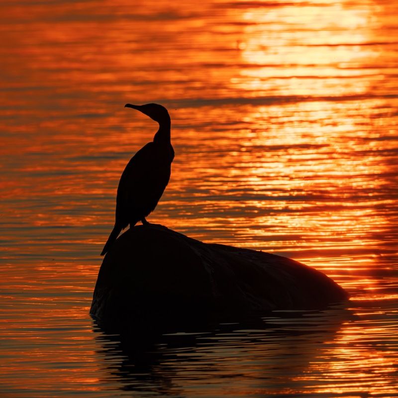 баклан, закат, финский залив, птицы, силуэт Пылающий бакланphoto preview