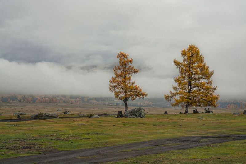 россия, горный алтай, утро, туман, осень Стелется туманphoto preview
