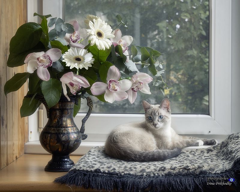 котики, котята, домашние животные, букет, орхидеи Голубоглазый любитель цветовphoto preview