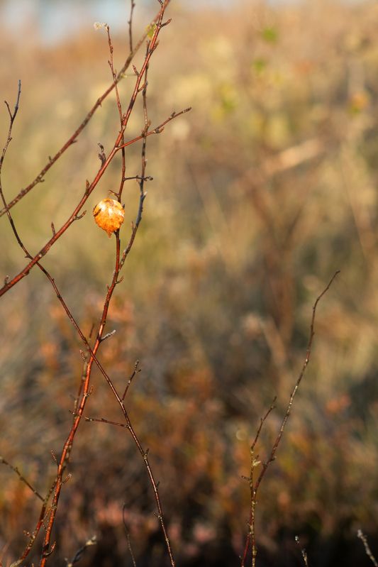 последний листик, осень, скоро зима Последний листикphoto preview