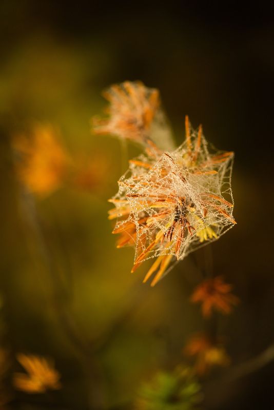 Осень прекрасна !photo preview