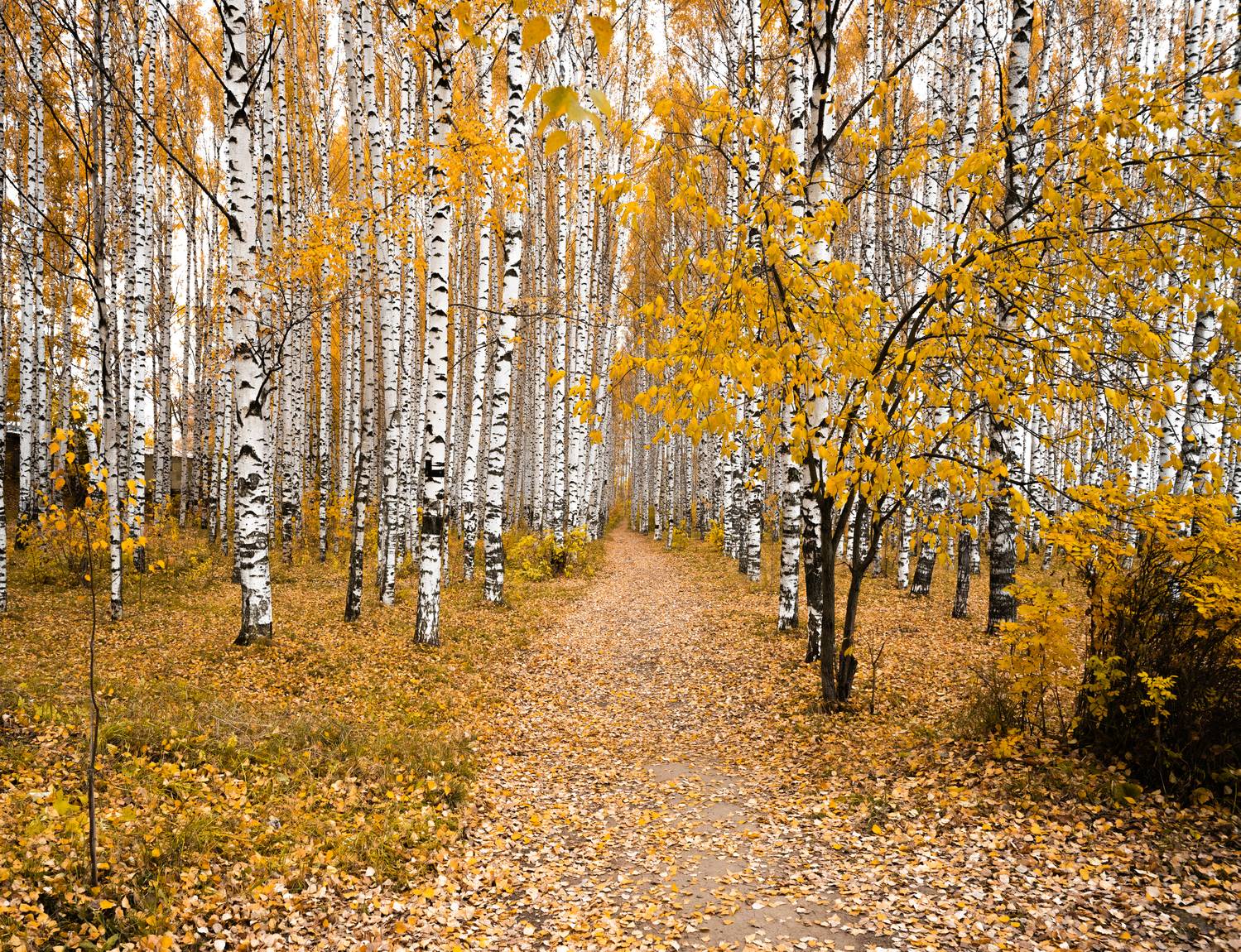 , Карепанов Евгений