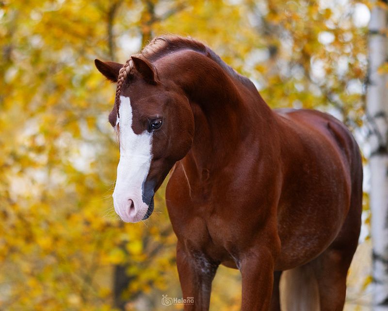 Осеньphoto preview