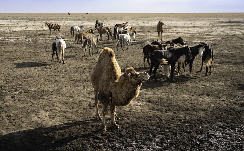 Казахстан, полуостров Мангышлак, Мангыстау, Актау, урочище Торыш, Долина шаров, верблюд,  Типичный Казахстанphoto preview