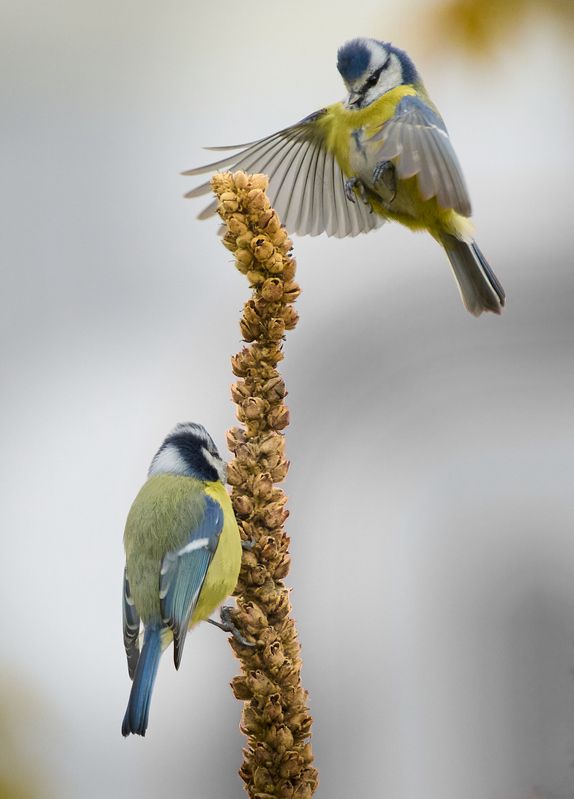 Лазоревки / Blue tit / Cyanistes caeruleusphoto preview