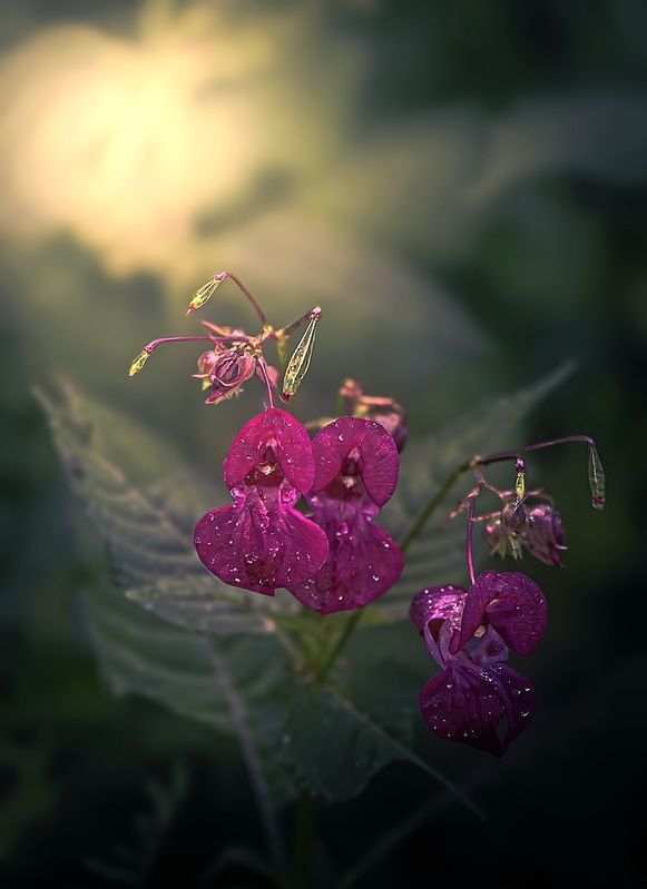 макро, macro, цветы, flower, лето, summer Недотрогаphoto preview