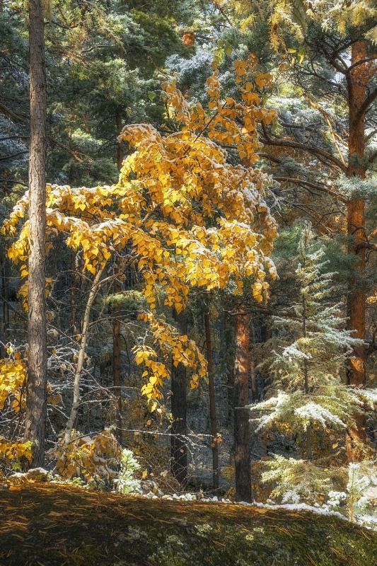 Предзимье в заповедникеphoto preview