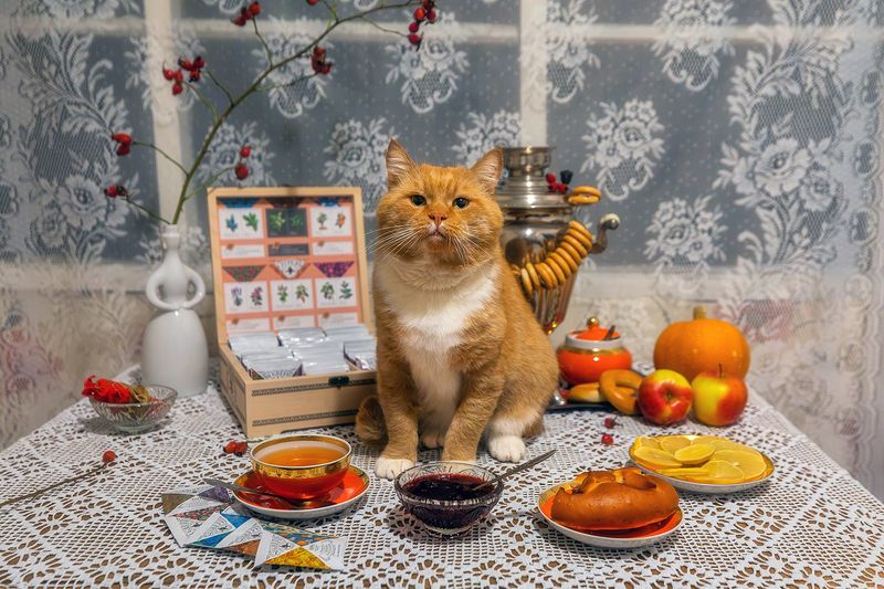 кот, котик, кот филя, животные, рыжий кот, деревня, вырица, ленинградская область, деревенский дом, чаепитие, самовар, Вечернее чаепитие в гостях у Фили.photo preview