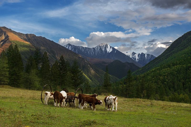алтай, кучерла Урочище Озёк-Орёphoto preview