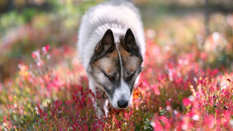 forest, grass, light, foliage, sunlight, morning, meadow, field, autumn, yellow, pink, dog, pet, animal ***photo preview