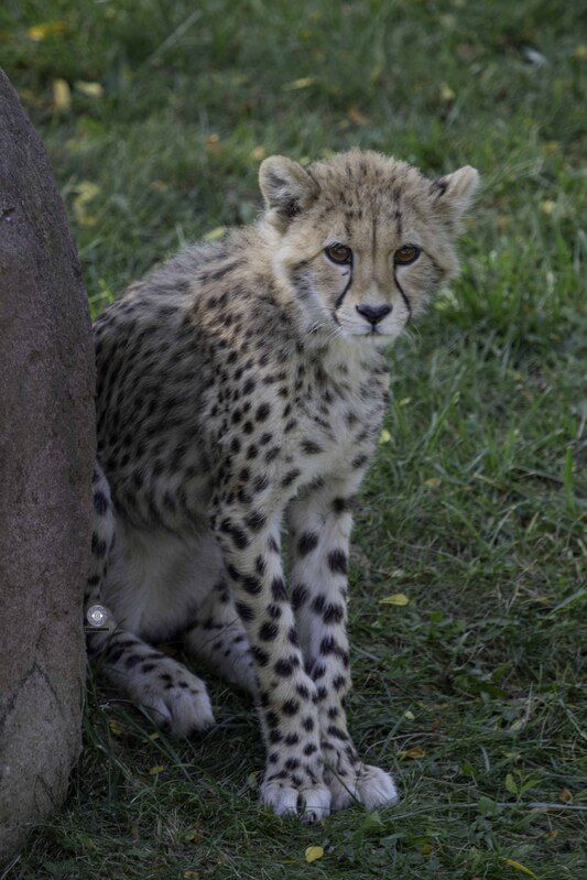 Cheetahphoto preview