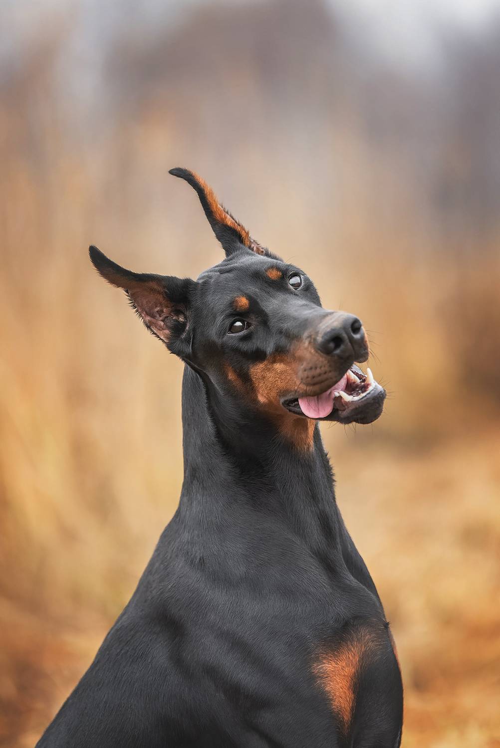 доберман, собаки, анималистика,, Юлия Гончар