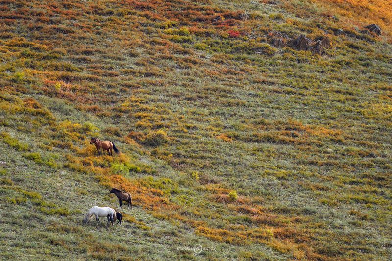 Лошади на склоне Курайских холмовphoto preview