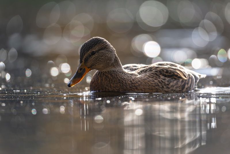 утка, кряква, птицы photo preview