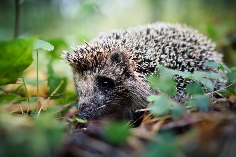 еж Лесной ёжикphoto preview